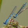 common blue pair